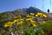 14 Hieracium alpinum (Sparviere alpino) con vista in Val d'Arera
